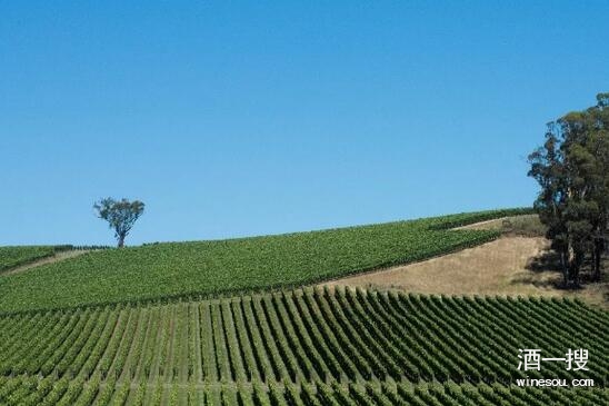 澳大利亚葡萄酒管理局中国区总裁：中国葡萄酒市场像“狂野西部”