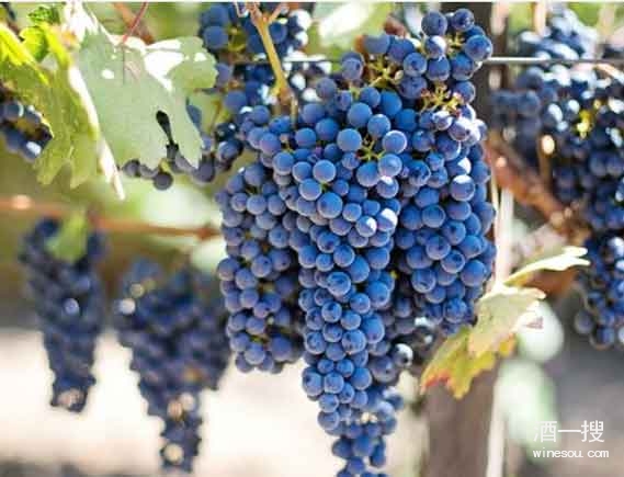 浓烈厚实的葡萄品种 – 赤霞珠 Cabernet Sauvignon