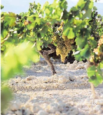 葡萄品种与生长地理环境