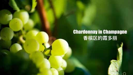 霞多丽(Chardonnay)葡萄
