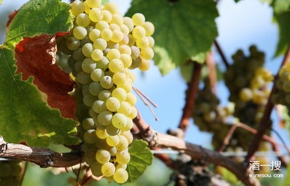 白葡萄品种
