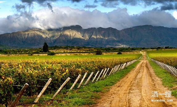 玻利维亚高海拔葡萄酒正在征服海外市场