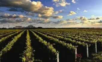 山东将安排千万资金支持烟台葡萄酒产业发展
