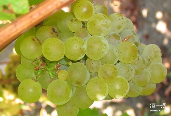 国际型白葡萄品种长相思的七个小常识