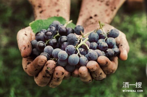 酿酒葡萄的各个部分都为葡萄酒提供了什么？