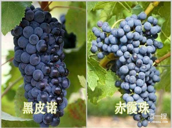 葡萄品种特性