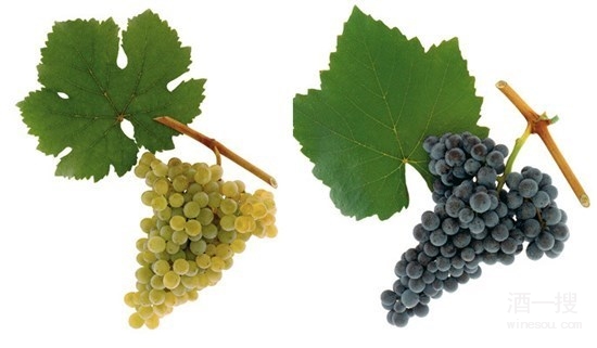意大利葡萄品种