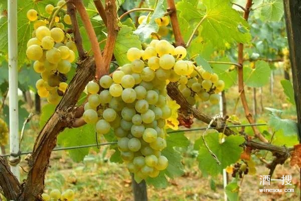 葡萄品种霞多丽
