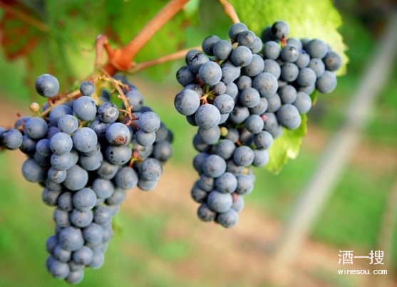 设拉子葡萄品种特点图片