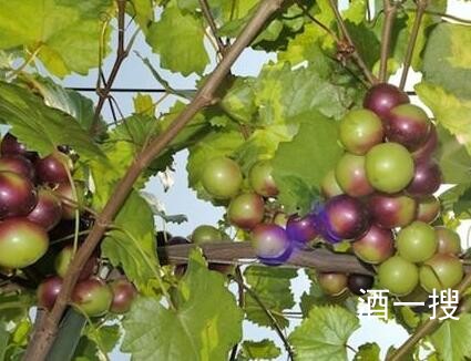 上海交通大学教授引育圆叶葡萄新品种