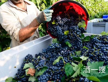2019年意大利葡萄酒产量将达到46亿升