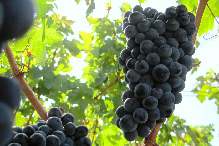 赤霞珠 Cabernet Sauvignon 葡萄品种